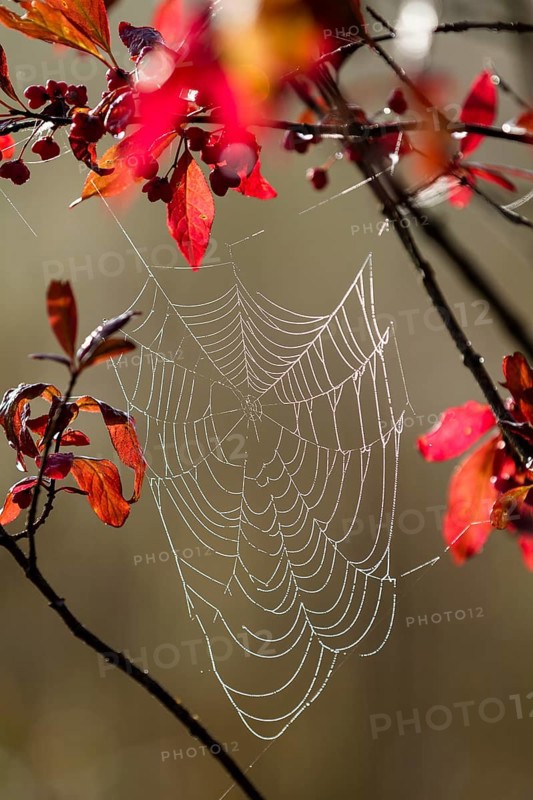 Spider's web of a wheel web spider (Araneidae) in a European monkey puzzle (Euonymus europaea), autumn, Upper Bavaria, Germany