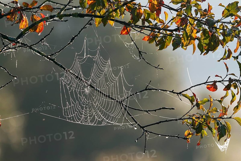 Spider web, wheel web spider, (Araneidae) in deciduous tree with dew drops, autumn, Upper Bavaria, Germany