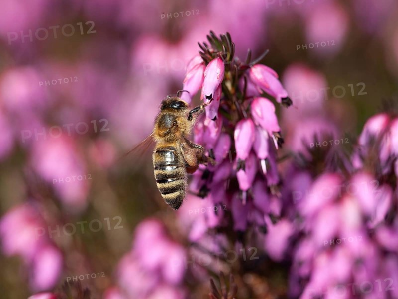 Honey bee (Apis mellifera) on flowers of snow heather (Erica carnea), Upper Bavaria, Germany