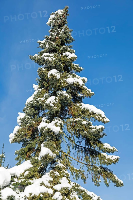 Snowy conifer, winter, snow, Sieversen, Samtgemeinde Rosengarten, Lower Saxony, Germany