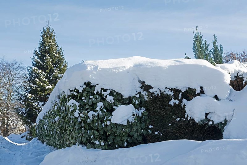 Snowy conifer, hedge, winter, snow, Sieversen, Samtgemeinde Rosengarten, Lower Saxony, Germany