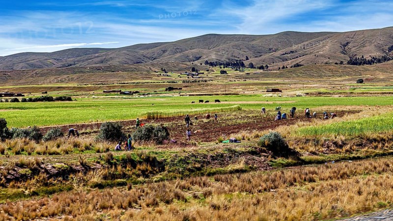 People working in the fields in a green, hilly landscape, the Altiplano landscape in the Andes of Bolivia
