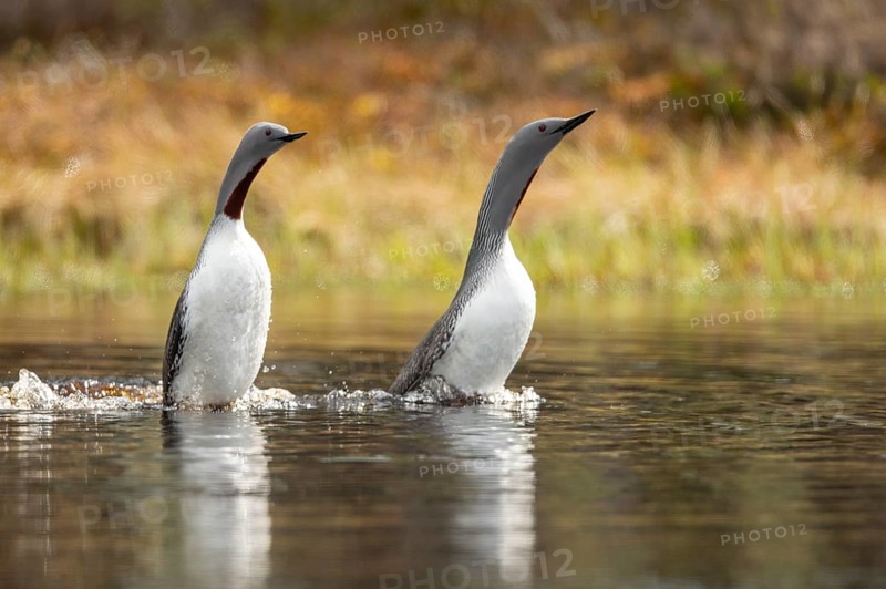 Red-throated diver (Gavia stellata) in breeding plumage on a lake in Sweden, Knuthöjdsmossen, Hällefors, Örebro län, Sweden