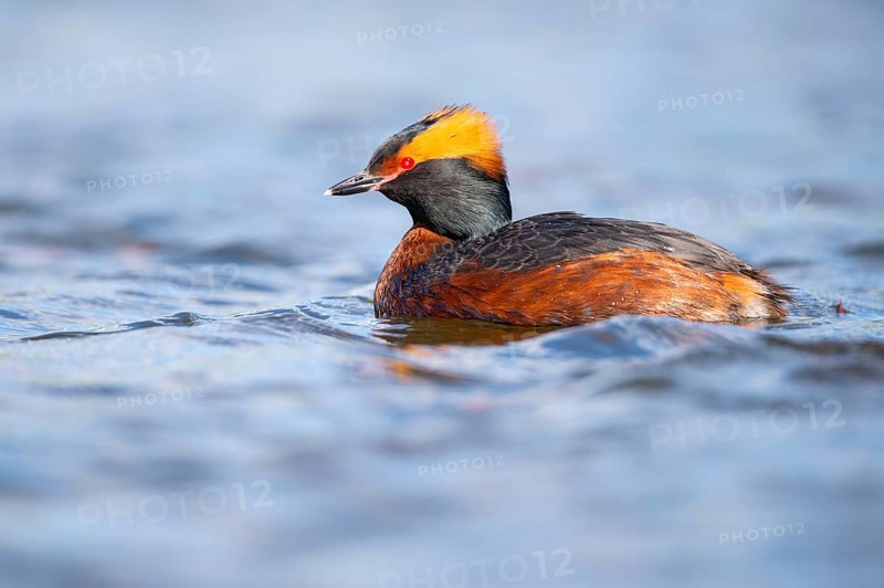 Slavonian grebe (Podiceps auritus) swimming on a lake, Västergötland, Falköping, Sweden