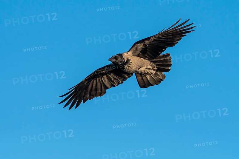 Hooded Crow (corvus corone corone) in flight, Feldberg Lakeland, Mecklenburg-Western Pomerania, Germany