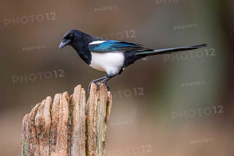 Magpie (Pica pica), Neuhaus, Lower Saxony, Germany
