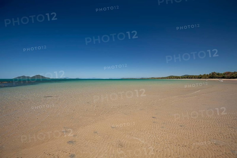 Tropical palms (Cocos nucifera) leaning over the sandy shore under a clear blue sunny sky. Mission Beach, Queensland, Australia