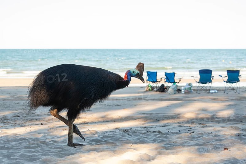 Southern cassowary (Casuarius casuarius) foraging on sand with tourists sitting in the background. Queensland, Australia