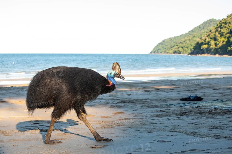 Southern cassowary (Casuarius casuarius) walking along the shore searching for food in the sand. Queensland, Australia