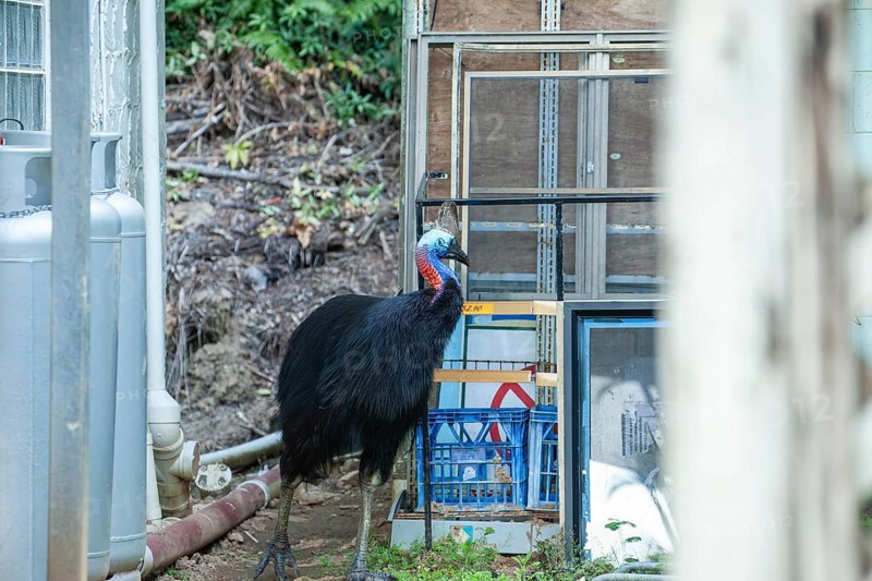 August 19, 2020. Southern cassowary (Casuarius casuarius) walking through camp searching for food in the wild. Queensland, Australia