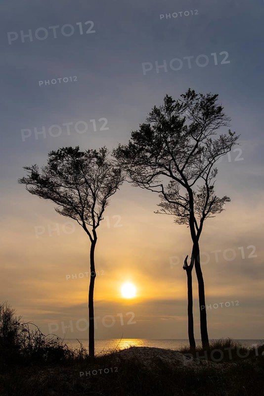 Beeches on the west beach of Fischland-Darss-Zingst at sunset, Baltic Sea, Ahrenshoop, Mecklenburg-Western Pomerania, Germany