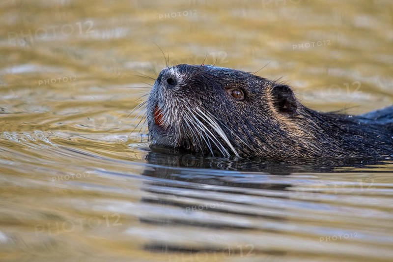 Portrait of a swimming nutria (Myocastor coypus), Osnabrück, Lower Saxony, Germany