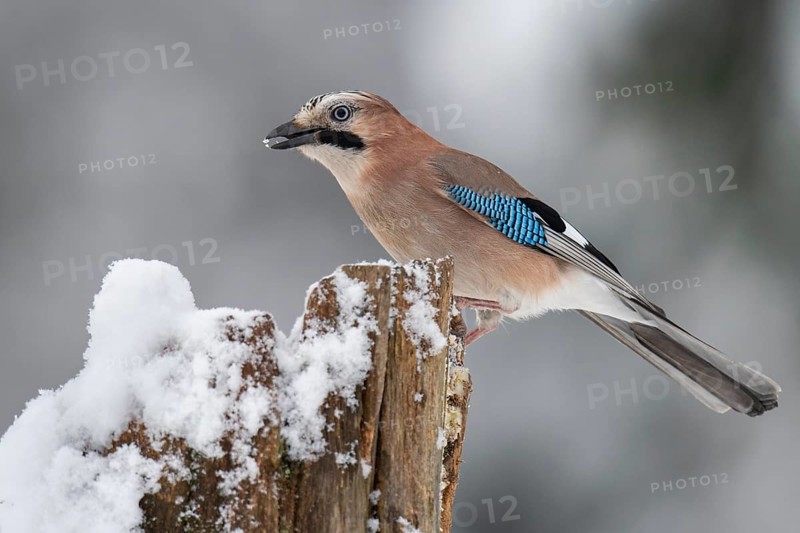 Eurasian jay (garrulus glandarius) in the snow, Neuhaus, Lower Saxony, Germany