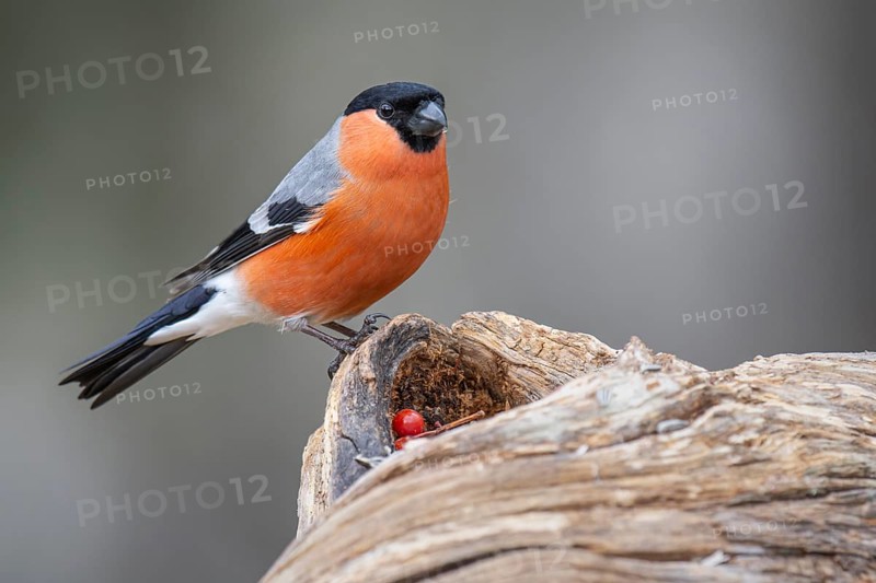 Bullfinch (Pyrrhula pyrrhula), Fågelsjö, Gävleborgs län, Sweden