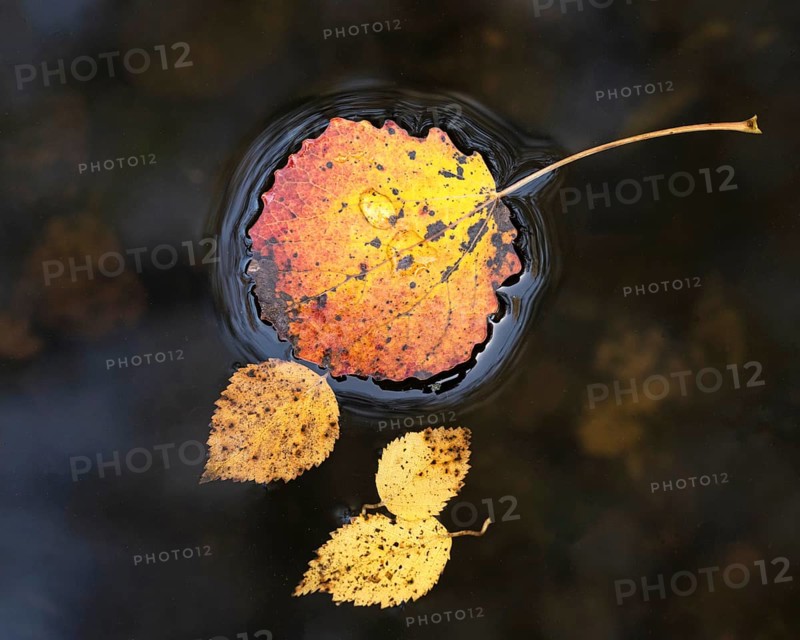 Autumn leaves of aspen (Populus tremula) on a body of water, Ahlhorn, Lower Saxony, Germany