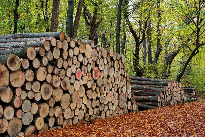 Logging in autumn in the forest, firewood, raw material, Ahlhorn, Lower Saxony, Germany