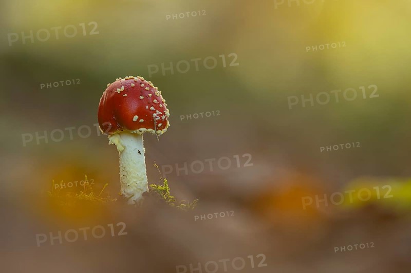 Fly agaric (Amanita muscaria), Ahlhorn, Lower Saxony, Germany