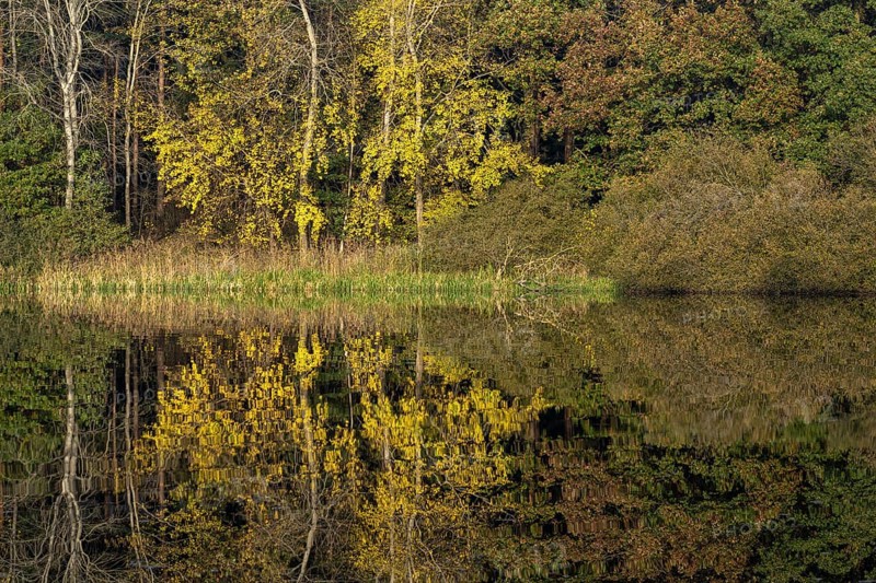 Autumn impression of Ahlhorn fish ponds, forest, Konrriger Baum, Ahlhorn, Lower Saxony, Germany