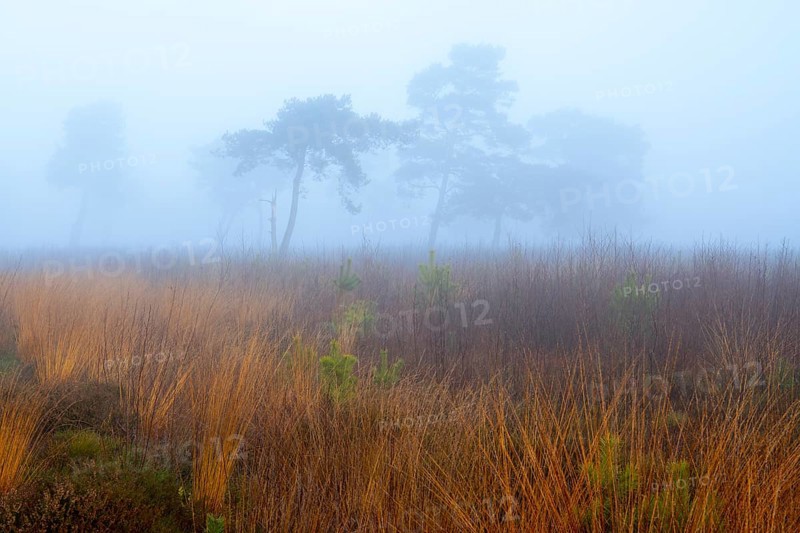 Pine (Pinaceae) in the moor with fog, nature reserve, Vernner Moor, Neuenkirchen-Vörden, Lower Saxony, Germany