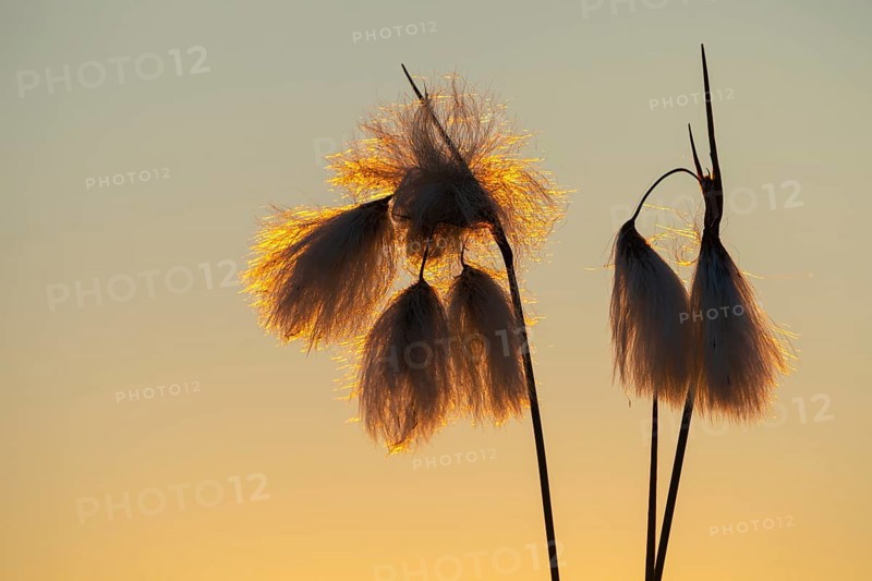Common cottongrass (Eriophorum angustifolium) in the moor at sunset, Goldenstedt, Lower Saxony, Germany
