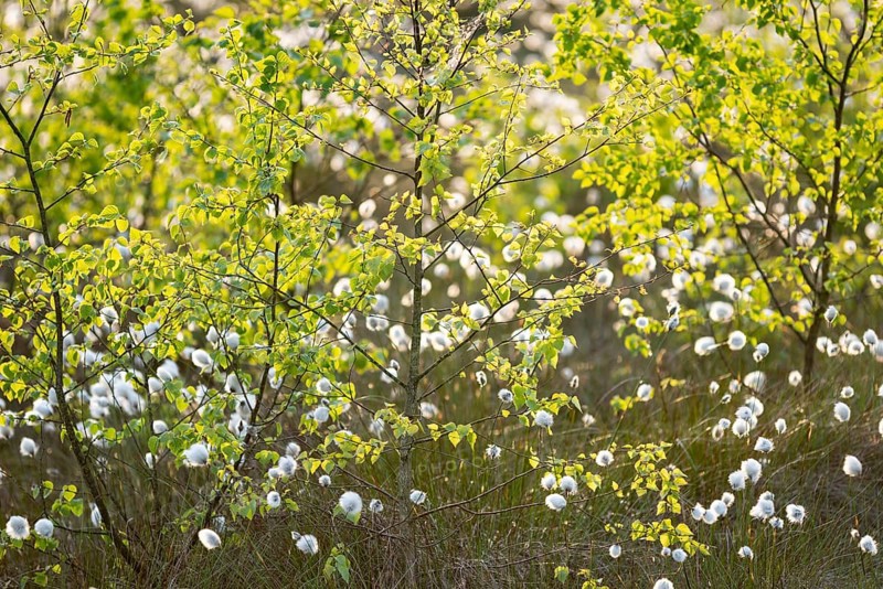 Spring in the Goldenstedt moor, sheath cottongrass (Eriophorum vaginatum), Goldenstedt, Lower Saxony, Germany