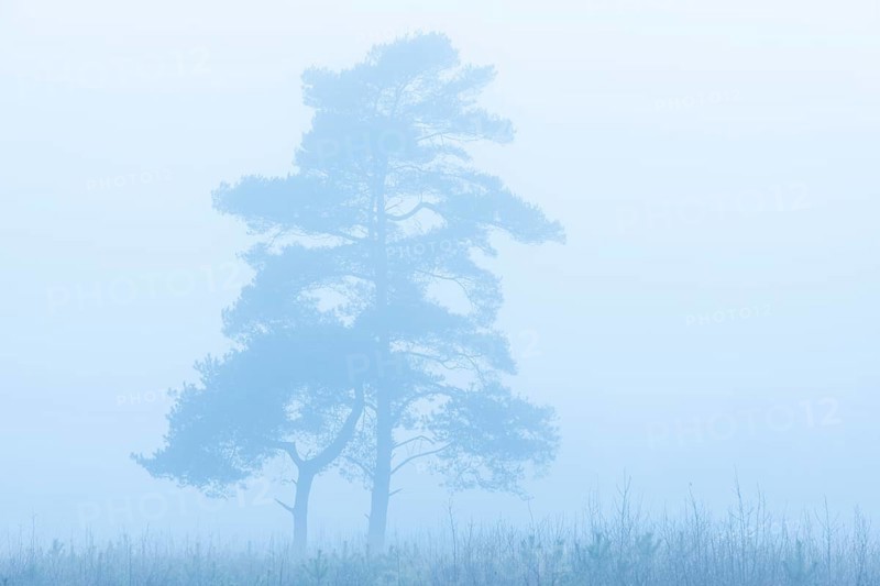 Pine (Pinaceae) in the moor with fog, cNature reserve, Vernner Moor, Neuenkirchen-Vörden, Lower Saxony, Germany