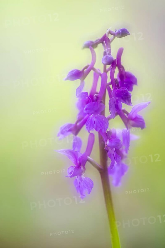 Early purple orchid (Orchis mascula), Osnabrück, Lower Saxony, Germany