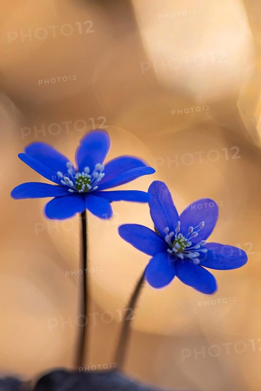 Blooming liverwort (Anemone hepatica), early bloomer, Steinhagen, Lower Saxony, Germany
