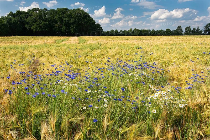 Cornflowers on a grain field in summer, Oldenburger Münsterland, Goldenstedt, Lower Saxony, Germany