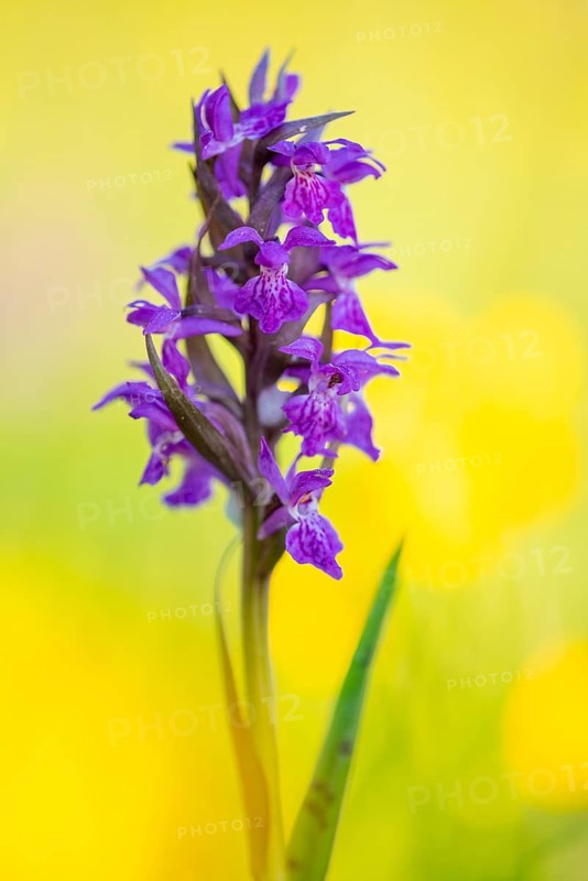 Early purple orchid (Orchis mascula), Aschen, Lower Saxony, Germany
