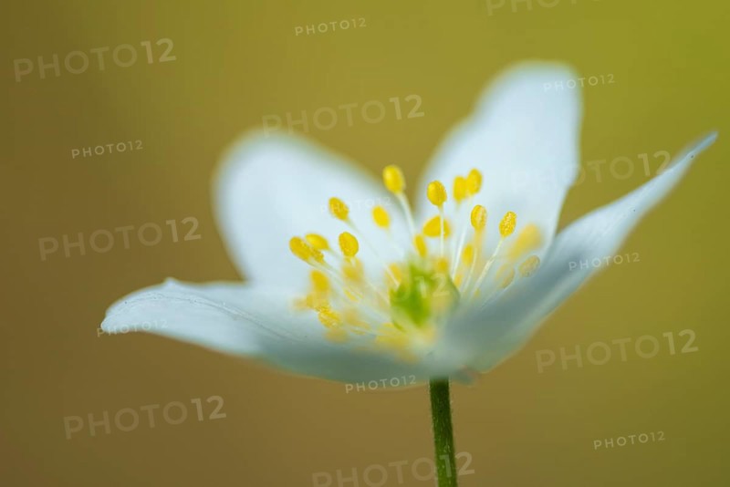 Wood anemone (Anemone nemorosa), Vechta, Lower Saxony, Germany