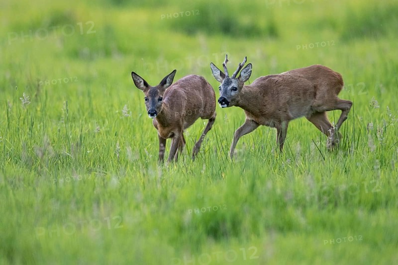 Roebuck (Capreolus capreolus) driving doe in rut, Vechta, Lower Saxony, Germany