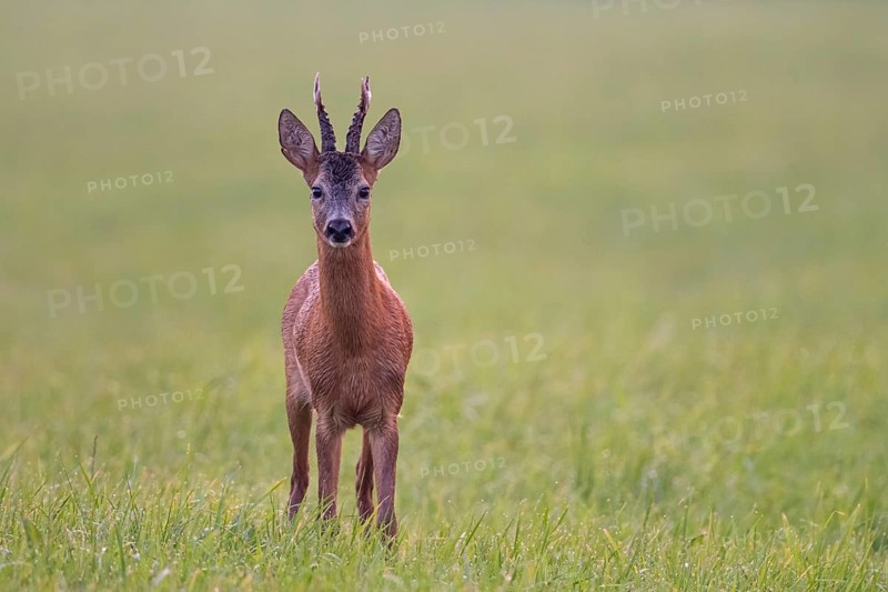 Roebuck (Capreolus capreolus), male, leaf time, hunting, Vechta, Lower Saxony, Germany