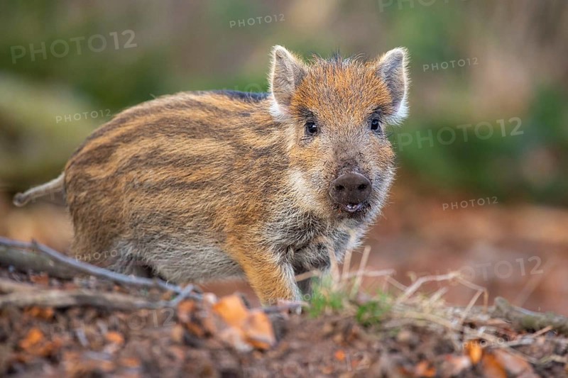 Wild boar (Sus scrofa) in the snow, fresh boar, Melle, Lower Saxony, Germany