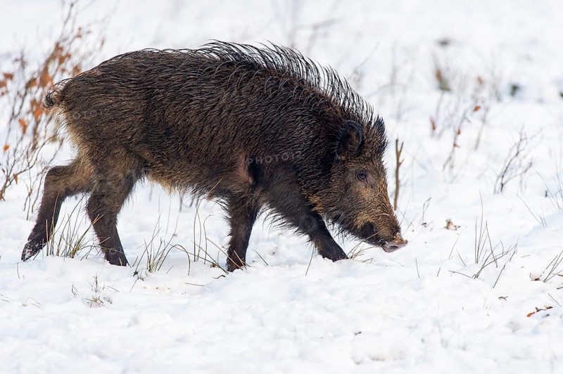 Wild boar (Sus scrofa) in the snow, Melle, Lower Saxony, Germany