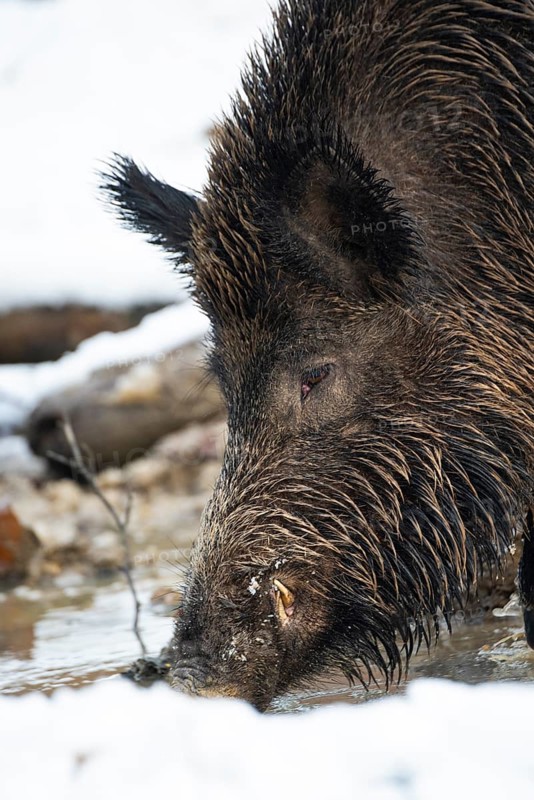 Wild boar (Sus scrofa) in the snow, boar, male, Melle, Lower Saxony, Germany
