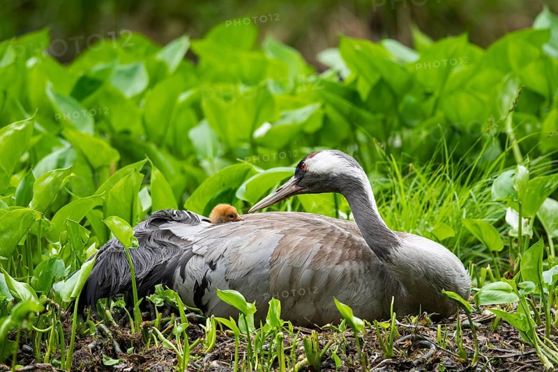 Crane (gurs grus) in nest with chicks, Feldberger Seenlandschaft, Mecklenburg-Vorpommern, Germany
