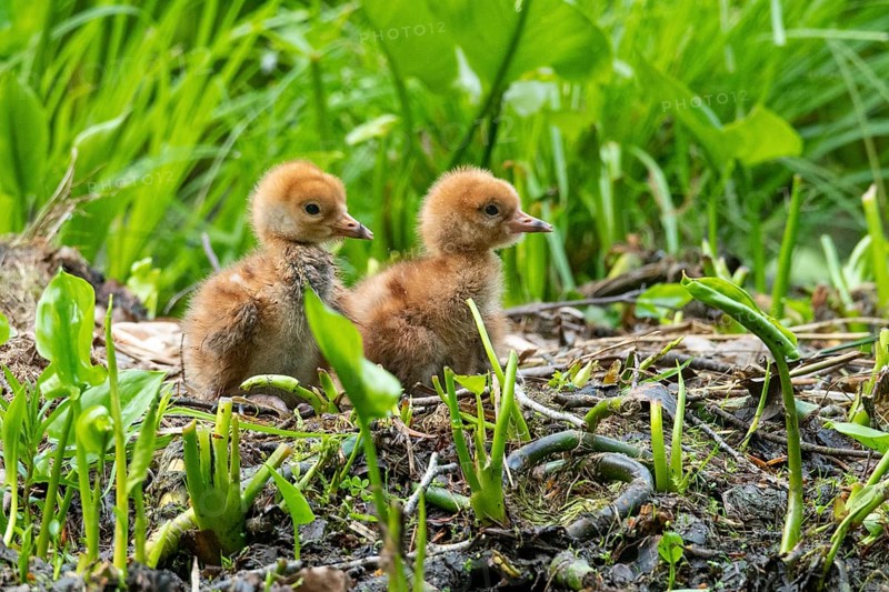 Chicks of a crane (gurs grus) in the nest, Feldberger Seenlandschaft, Mecklenburg-Vorpommern, Germany