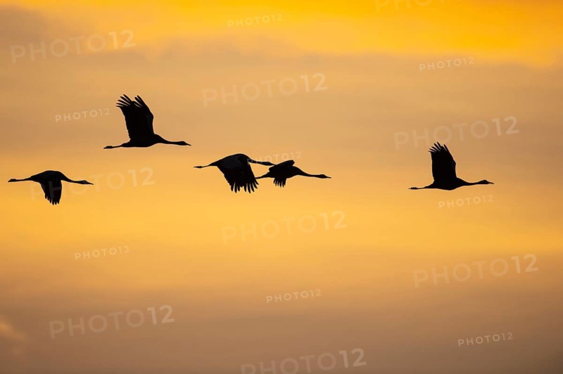 Migrating cranes (grus grus) in front of the evening sky, Goldenstedter Moor, Goldenstedt, Lower Saxony, Germany
