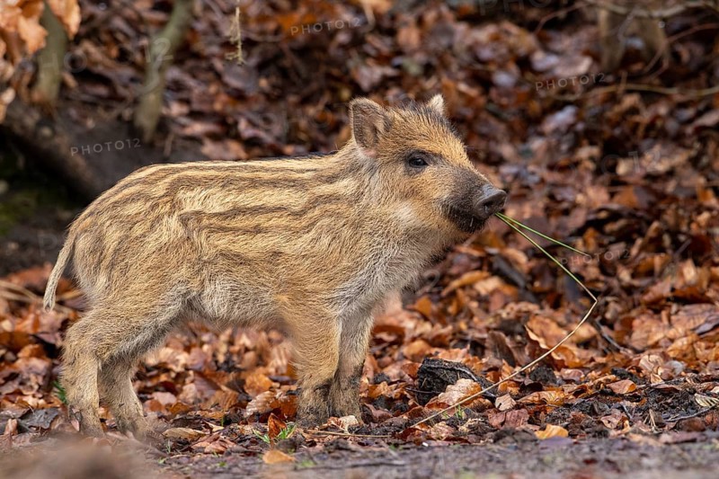 Wild boar (Sus scrofa), fresh boar, Melle, Lower Saxony, Germany