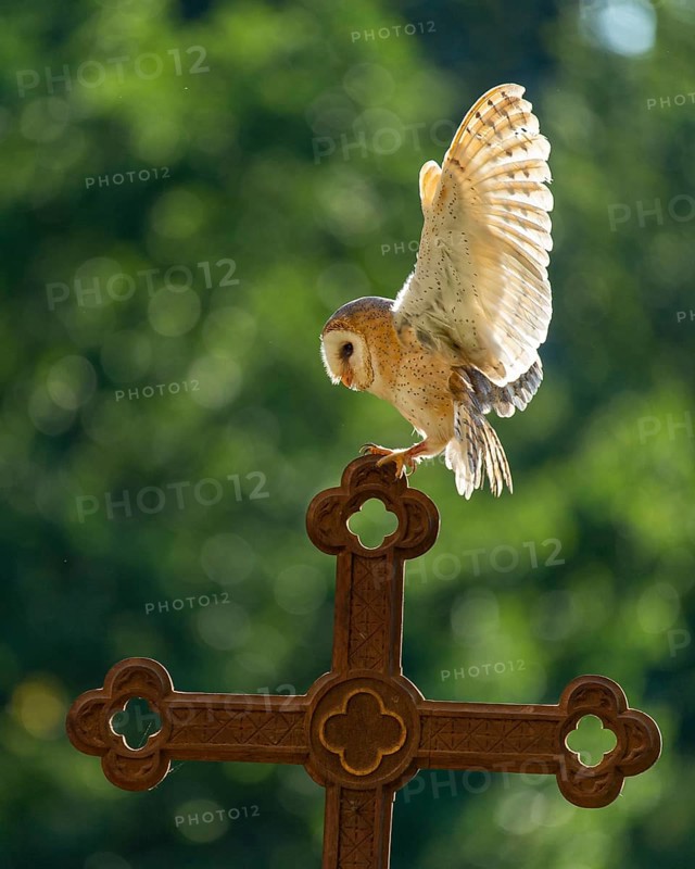 Flying barn owl (Tyto alba), Gerolstein, Rhineland-Palatinate, Germany