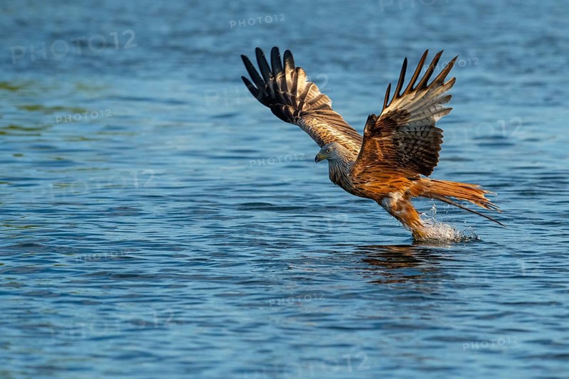 Red kite (Milvus milvus) in flight, Feldberger Seenlandschaft, Mecklenburg-Western Pomerania, Germany