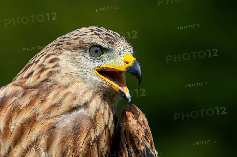 Red kite (Milvus milvus) sitting on a willow pole, portrait, Gerolstein, Rhineland-Palatinate, Germany