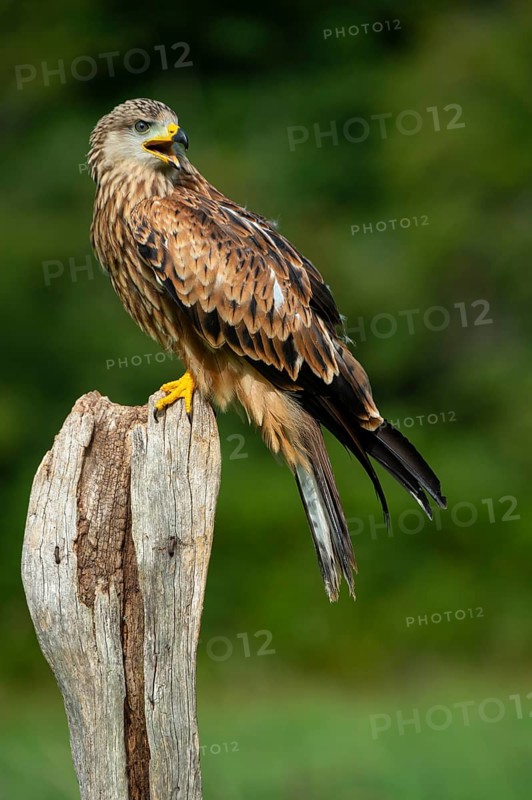 Red kite (Milvus milvus) sitting on a willow pole, Gerolstein, Rhineland-Palatinate, Germany