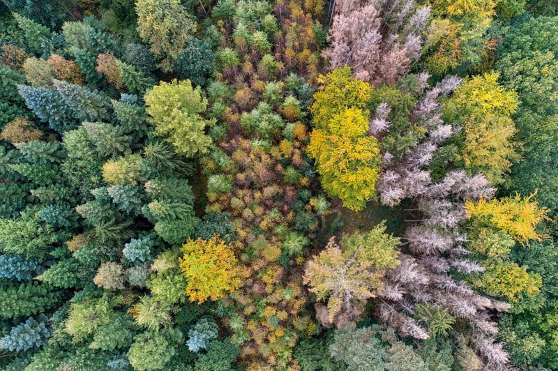 Aerial view of a beautifully coloured forest, nature reserve, Herrenholz, Goldenstedt, Lower Saxony, Germany