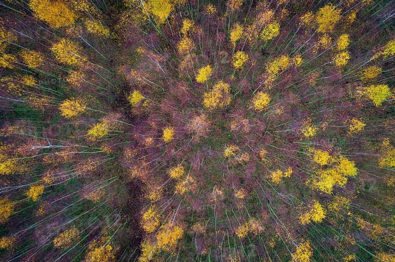Aerial view of Huntebruch in autumn, Diepholz, Lower Saxony, Germany