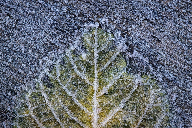Leaf in hoarfrost, Goldenstedt, Lower Saxony, Germany