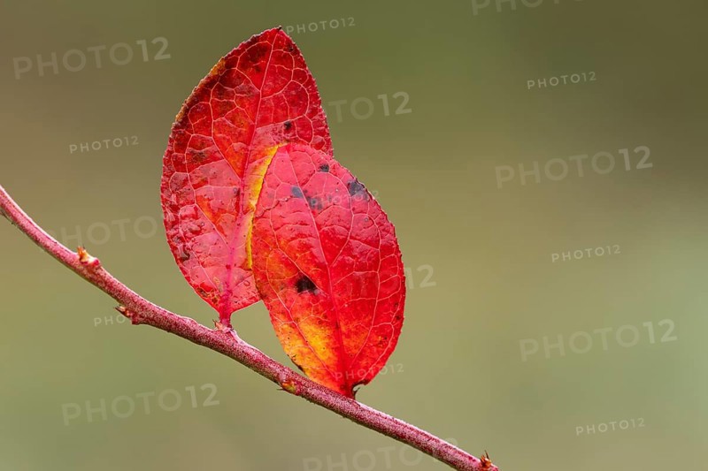 Red leaf of a blueberry, blueberry (Vaccinium myrtillus), Goldenstedt, Lower Saxony, Germany