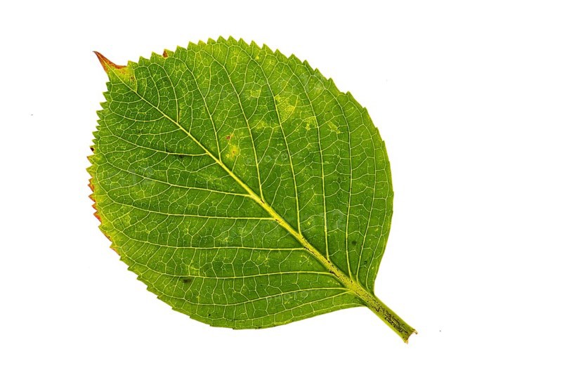 Structure of an autumn-colored leaf, cut off, leaves, tree, Vechta, Lower Saxony, Germany