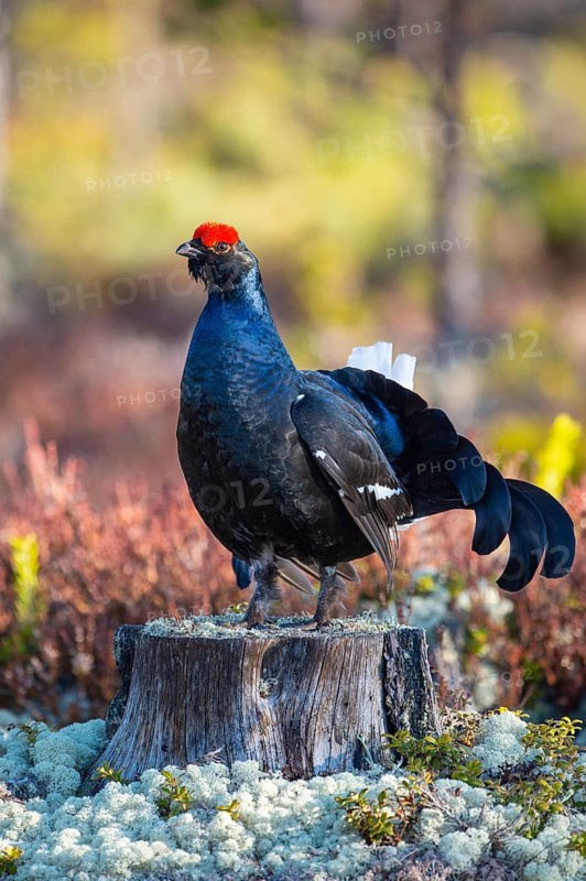 Black grouse (Lyrurus tetrix), black grouse courtship in Sweden, Fågelsjö, Gävleborgs län, Sweden
